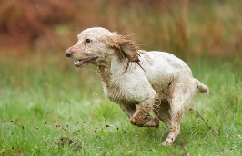 Lakeland Gundog Club