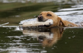 Lakeland Gundog Club