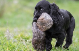 Lakeland Gundog Club