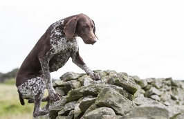 Lakeland Gundog Club