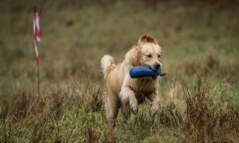 Lakeland Gundog Club