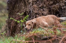 Lakeland Gundog Club