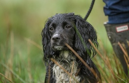Lakeland Gundog Club