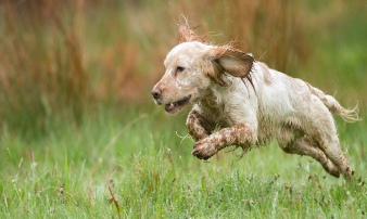 Lakeland Gundog Club