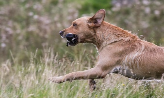 Lakeland Gundog Club