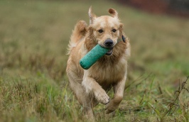 Lakeland Gundog Club