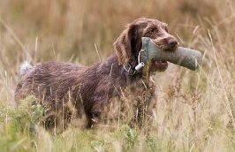 Lakeland Gundog Club
