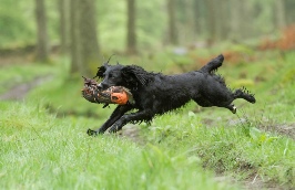Lakeland Gundog Club