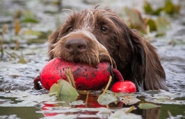 Lakeland Gundog Club