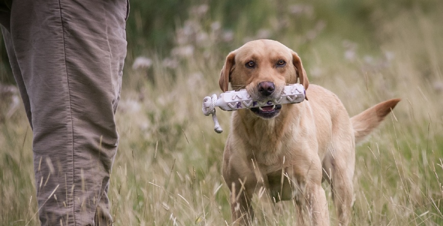 Lakeland Gundog Club