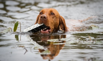 Lakeland Gundog Club