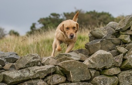Lakeland Gundog Club